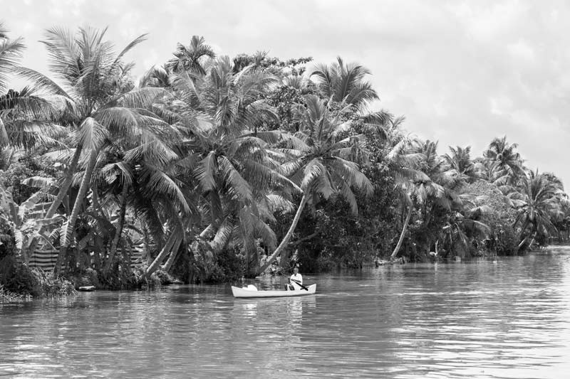 Agriculture and other livelihoods below the Sea Level in Kuttanad, Alappuzha district, Kerala - coconut and banana plantations in 'Kayal lands' reclaimed from shallow stretches of Vembanad Lake